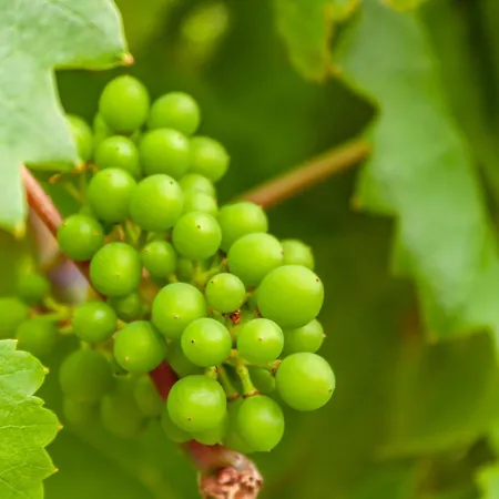 Lägenhet Betty Bernkastel-Kues