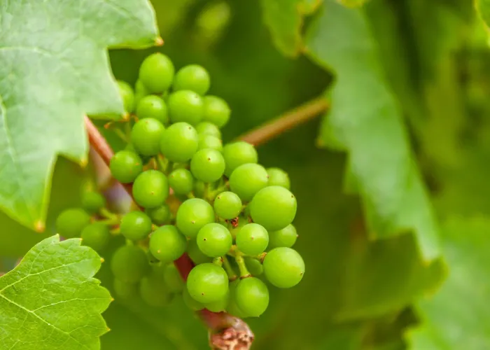 Apartamento Betty Bernkastel-Kues